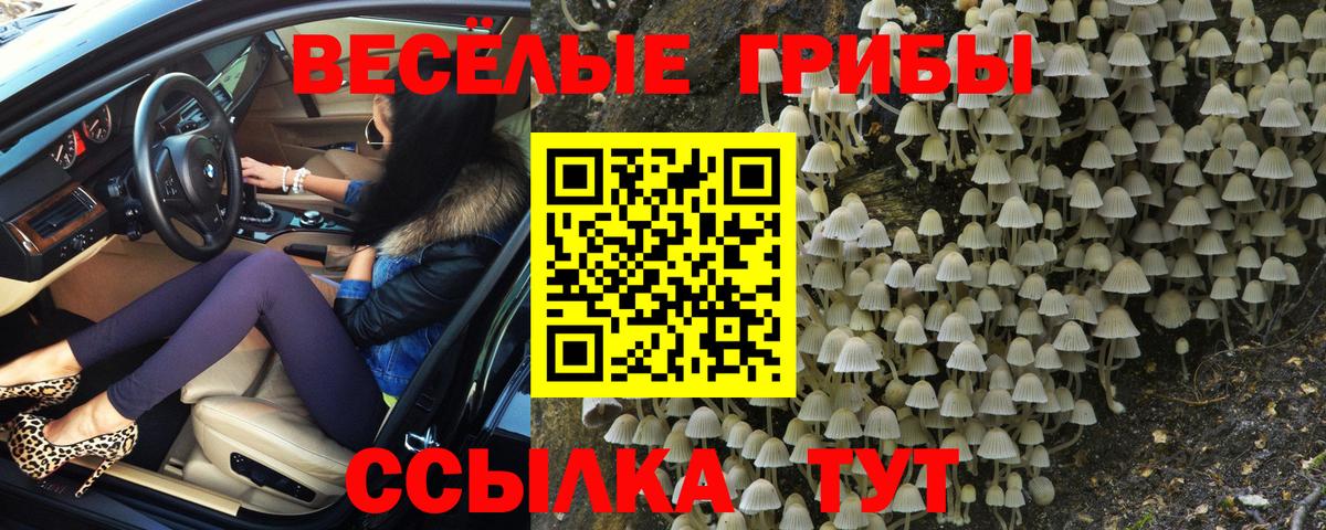 Галлюциногенные грибы Psilocybine cubensis Нурлат